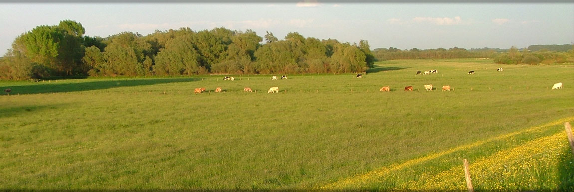 Typisch niederrheinische Weiden